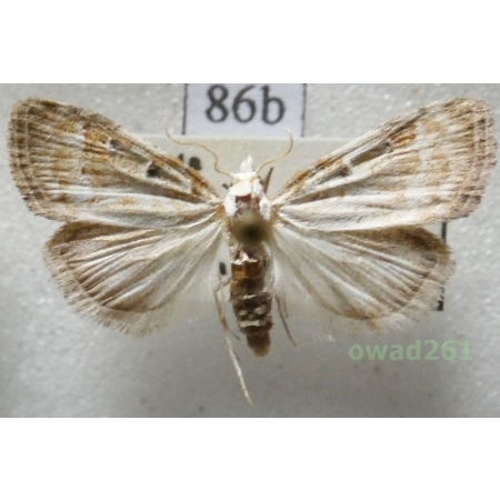 Nola aerugula (Hübner, 1793) Czech86b